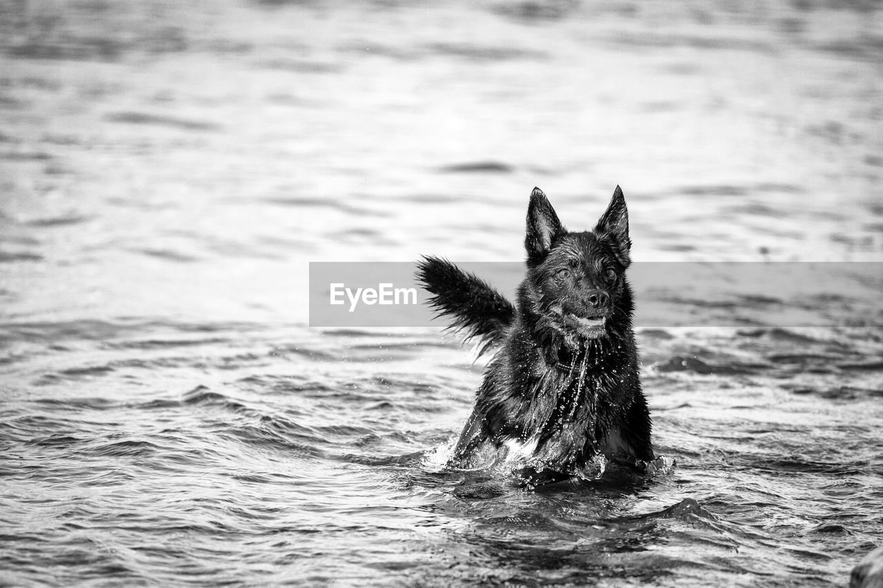 PORTRAIT OF DOG IN SWIMMING POOL