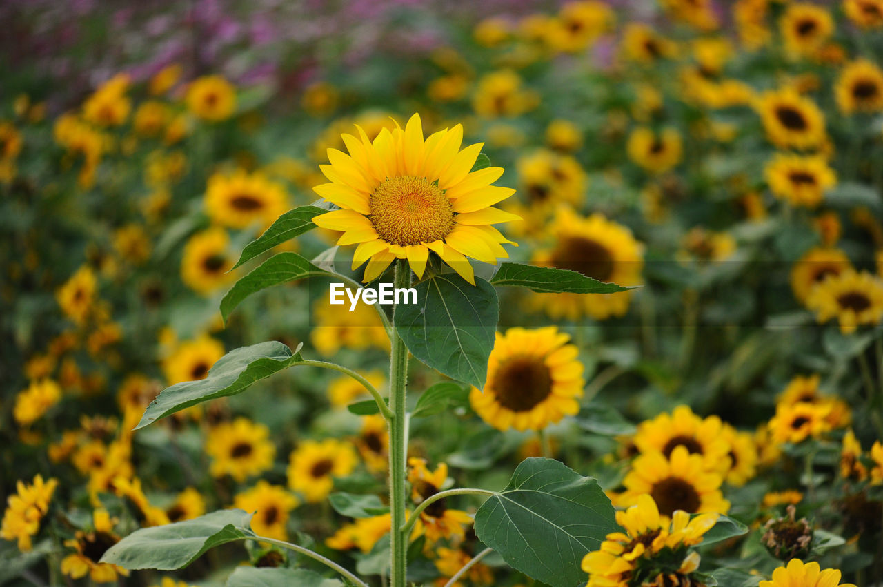 CLOSE-UP OF YELLOW FLOWERING PLANT