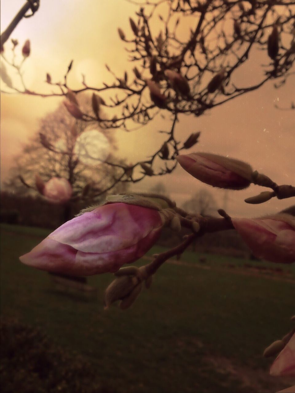 CLOSE-UP OF FLOWERS GROWING ON BRANCH