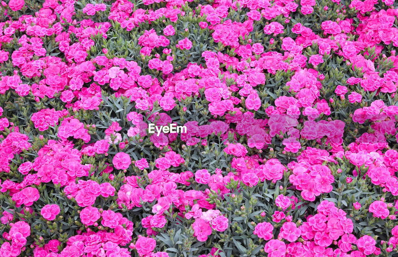 Full frame shot of pink flowering plants