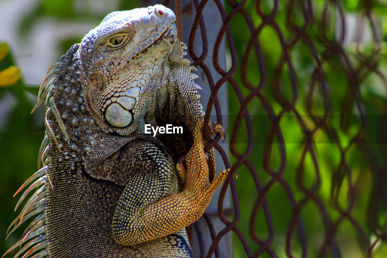 The face of an iguana
