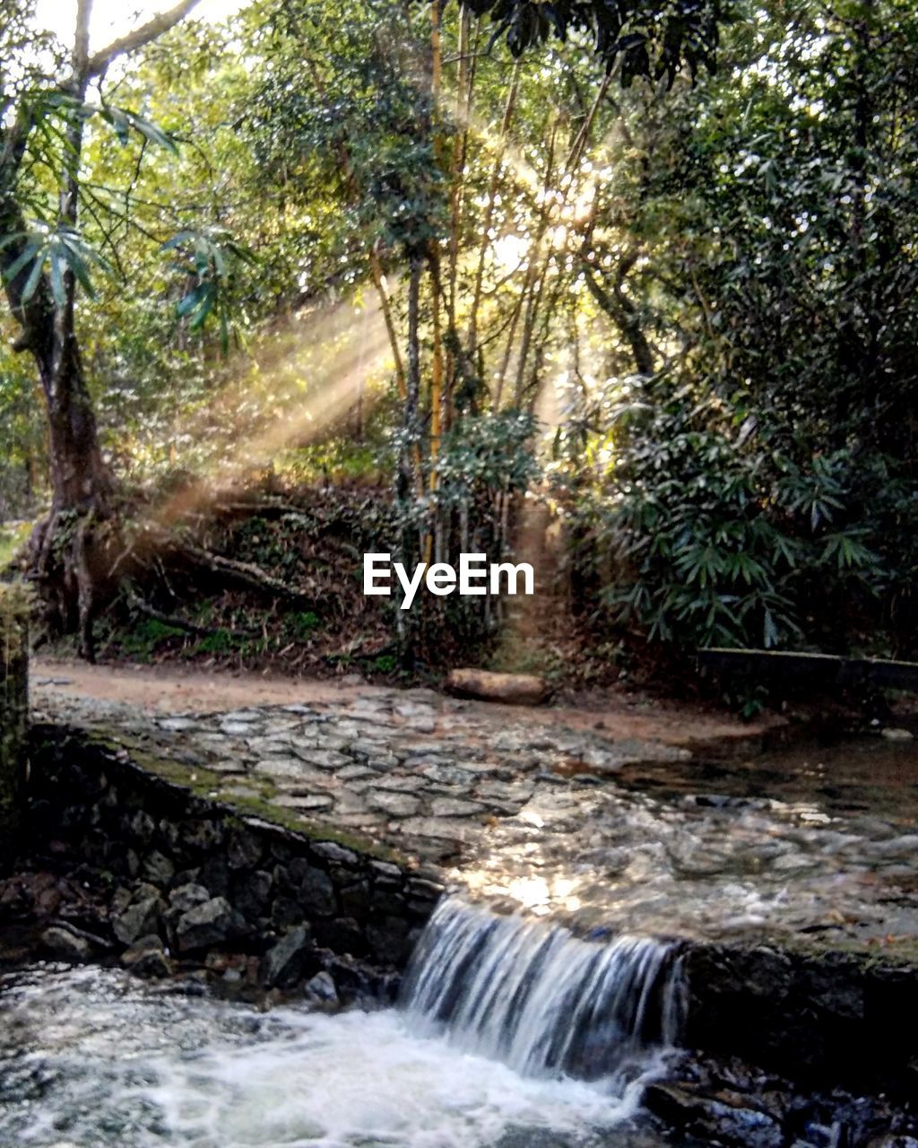 SCENIC VIEW OF FOREST