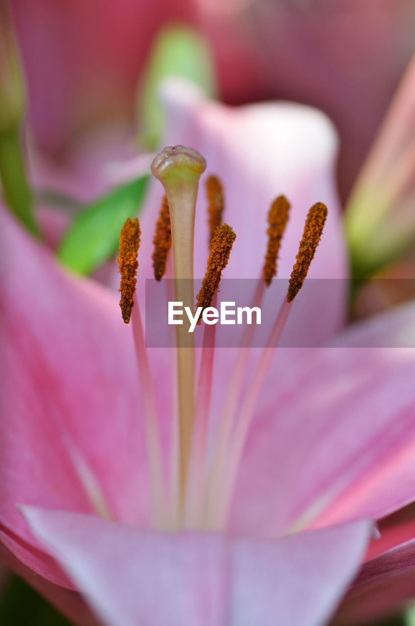 Macro shot of pink flower