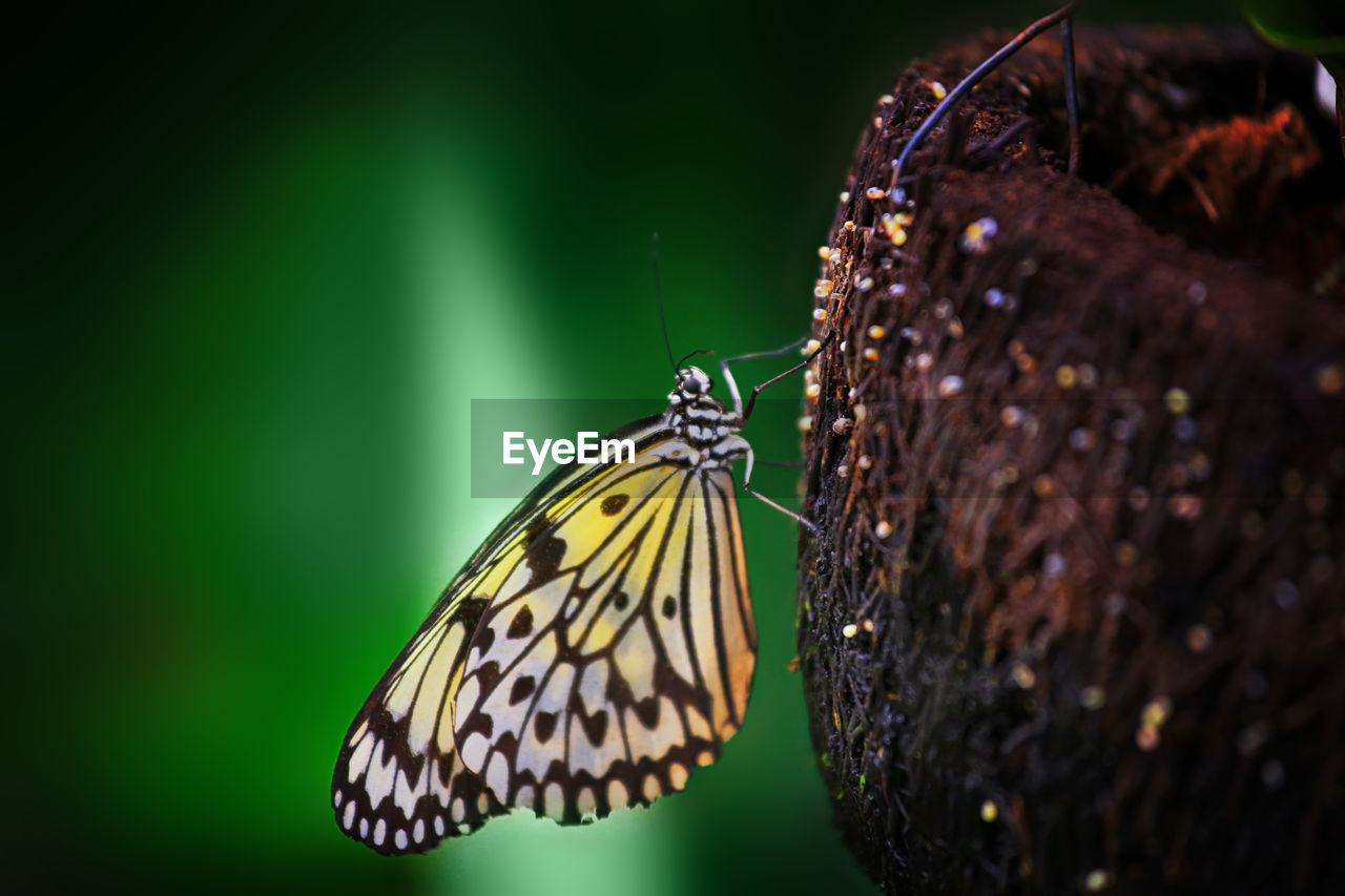 Close-up of butterfly pollinating flower