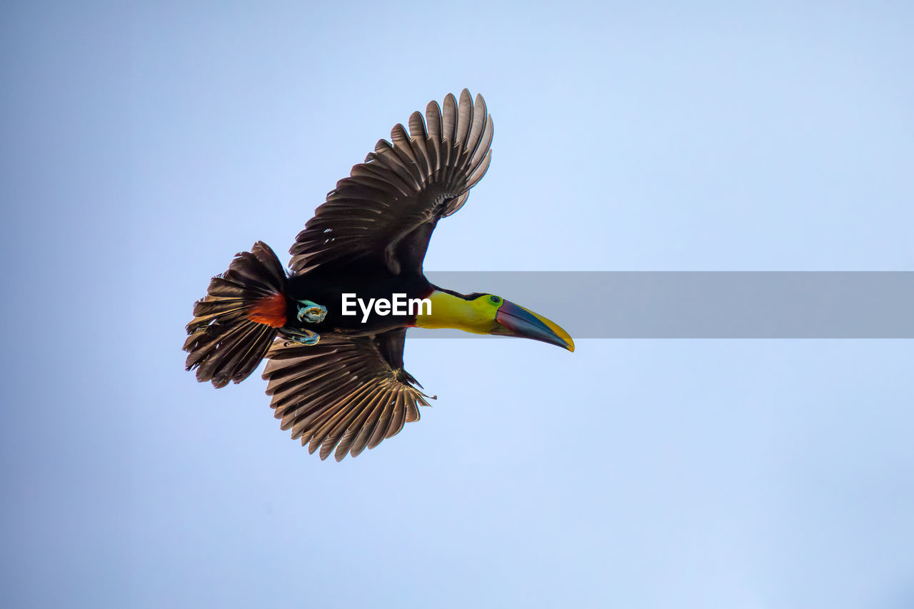 low angle view of bird flying against clear blue sky