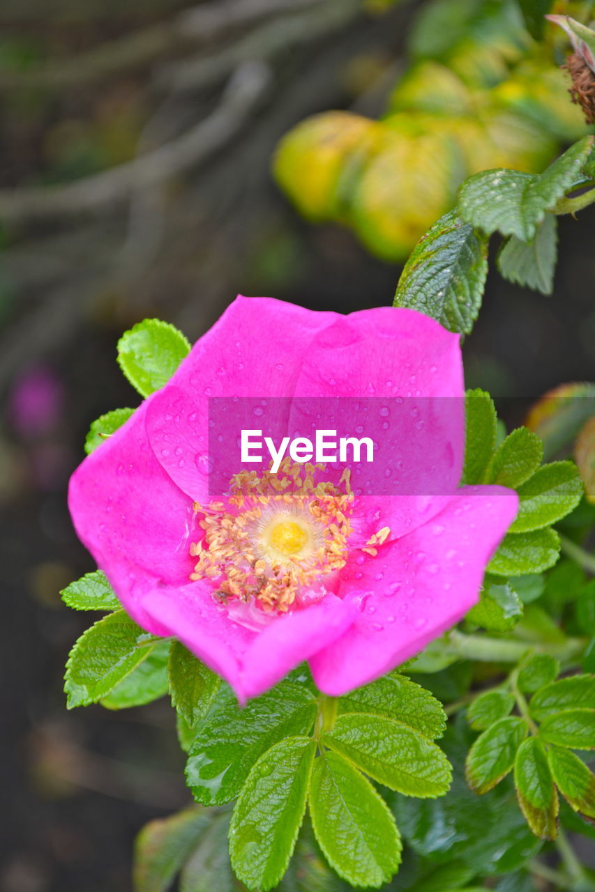 CLOSE-UP OF WATER DROPS ON PINK FLOWER BLOOMING