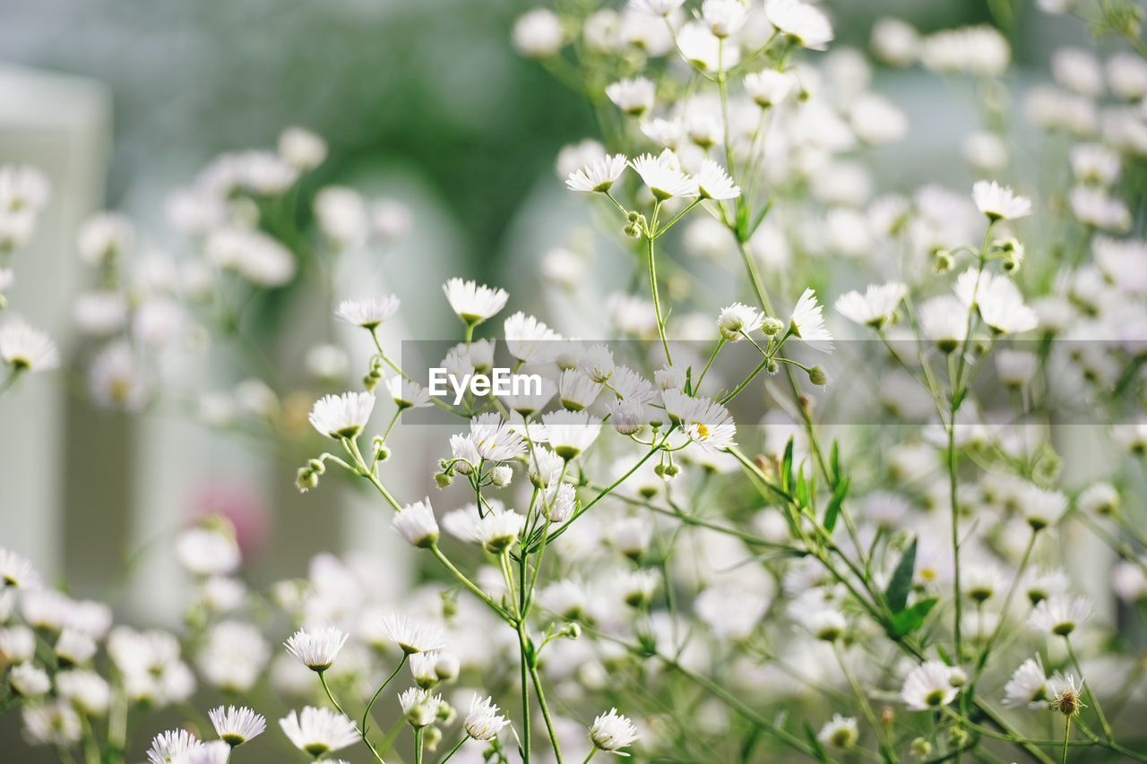 CLOSE-UP OF WHITE FLOWERING PLANTS