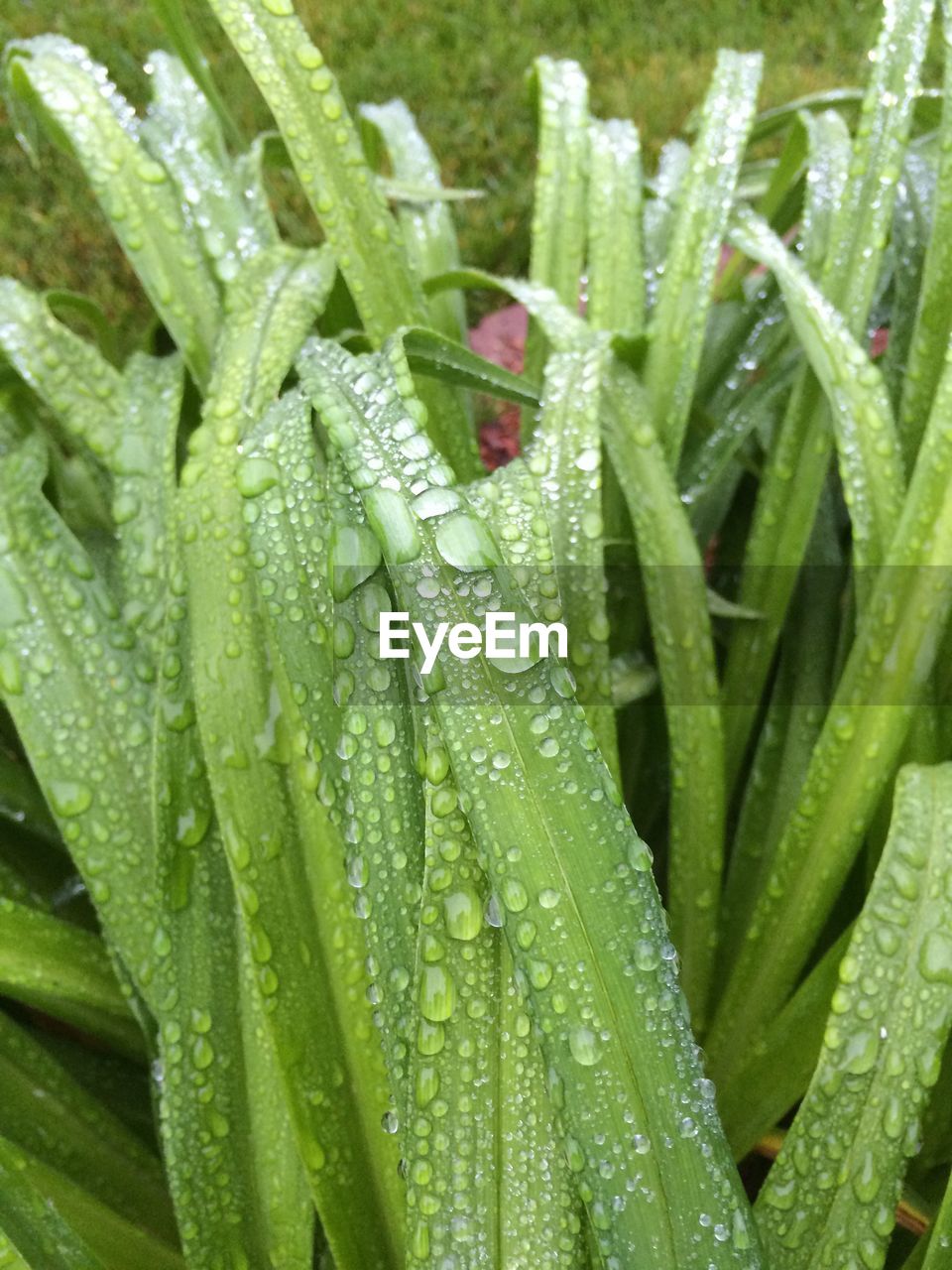 Close-up of water drops on leaf