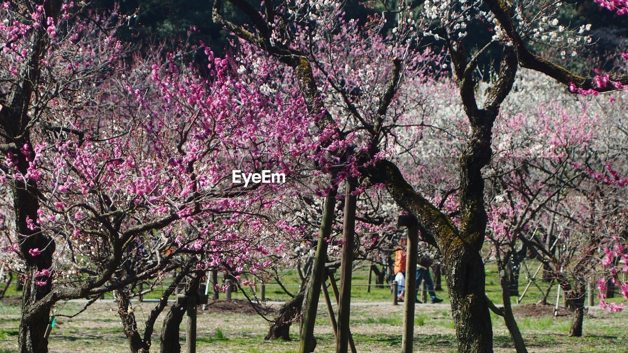 Low angle view of flowers growing on tree