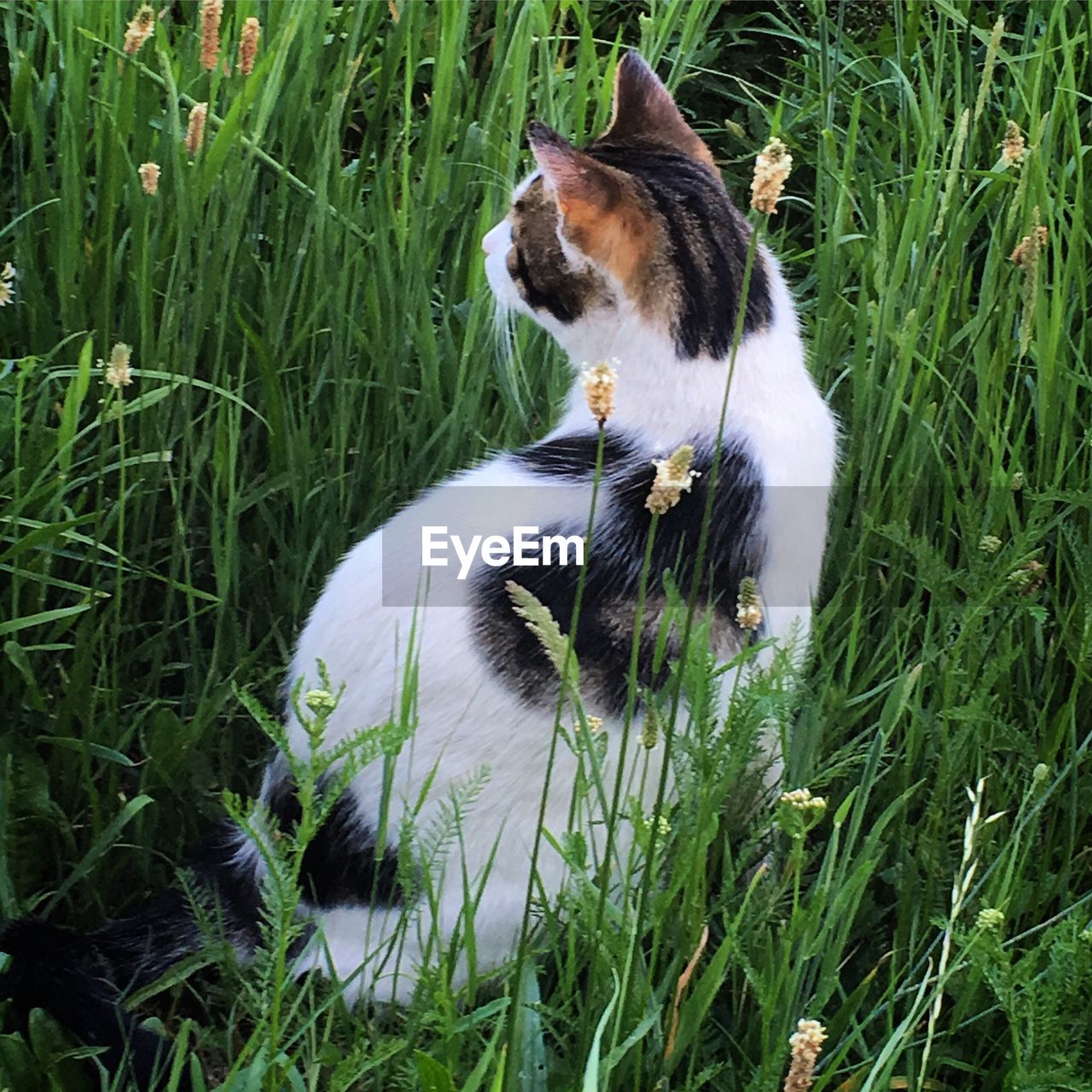 HIGH ANGLE VIEW OF DOG ON GRASS FIELD