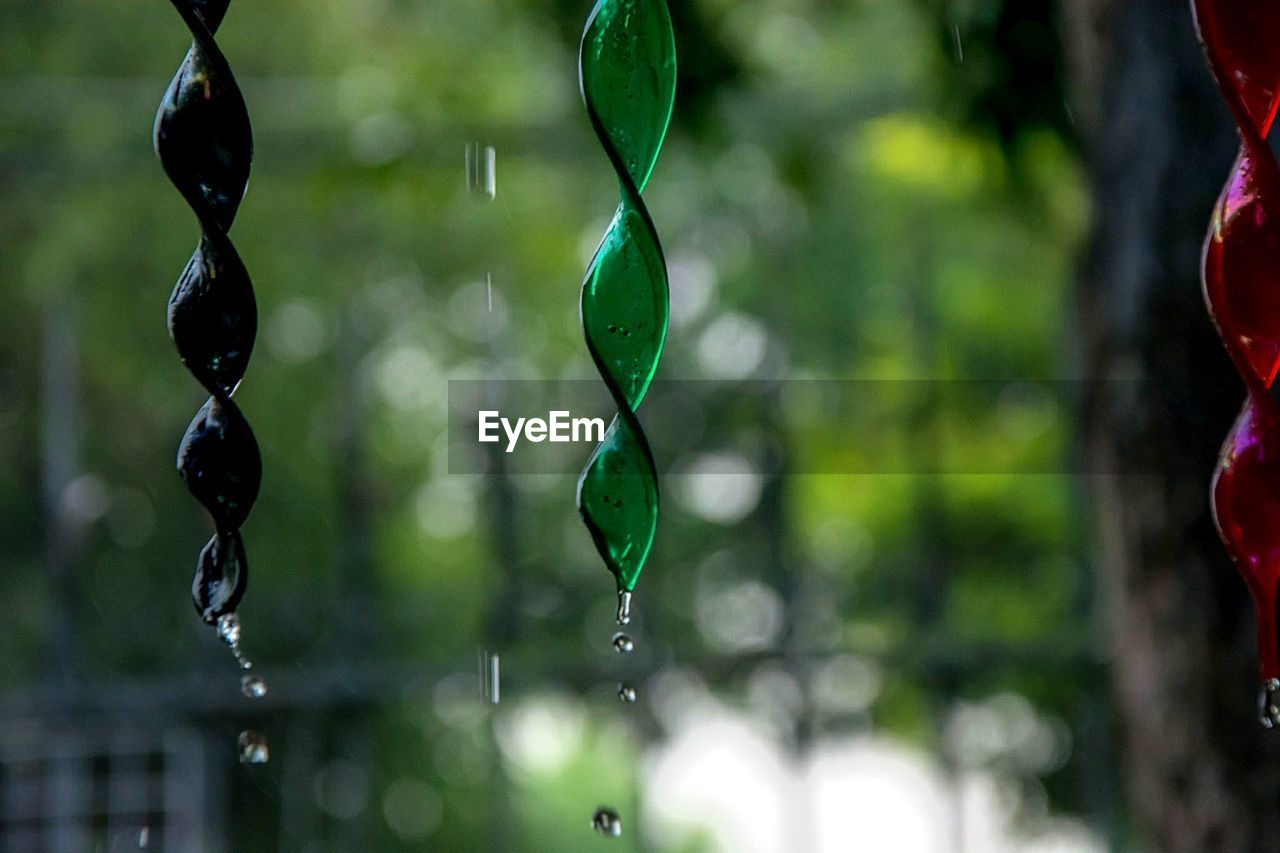 Close-up of water drops on leaves