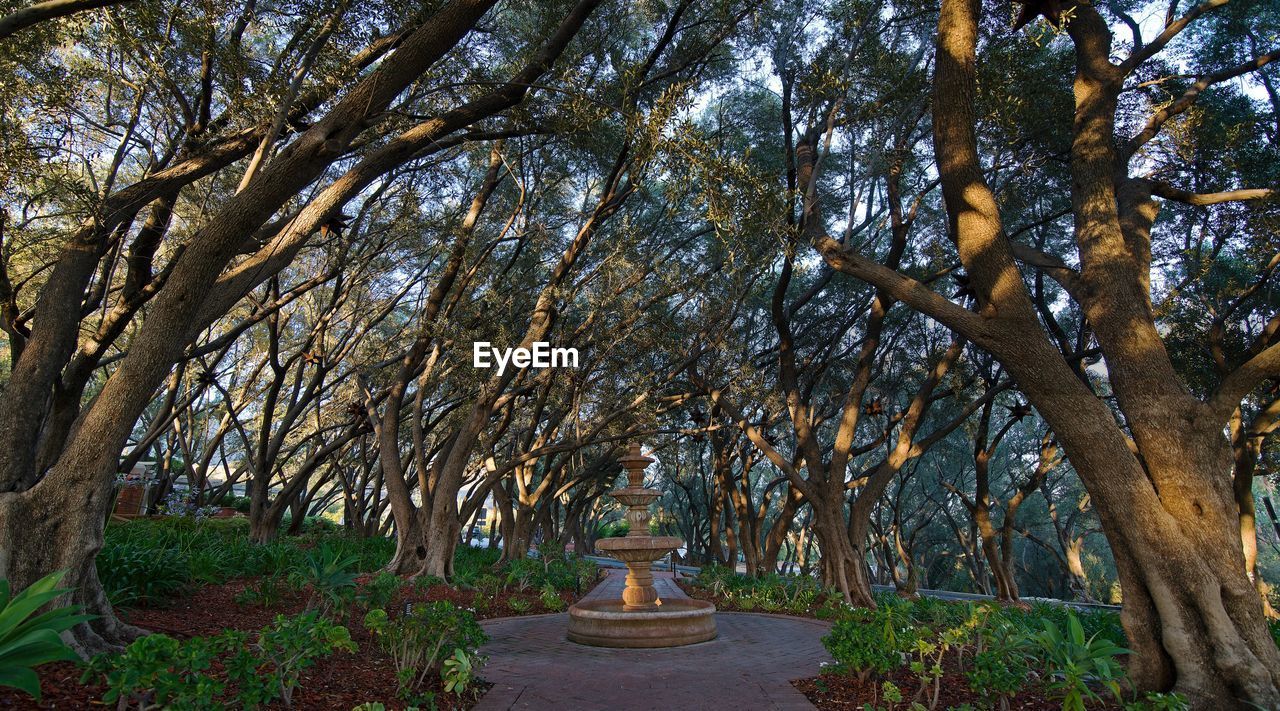 Walkway amidst trees in park