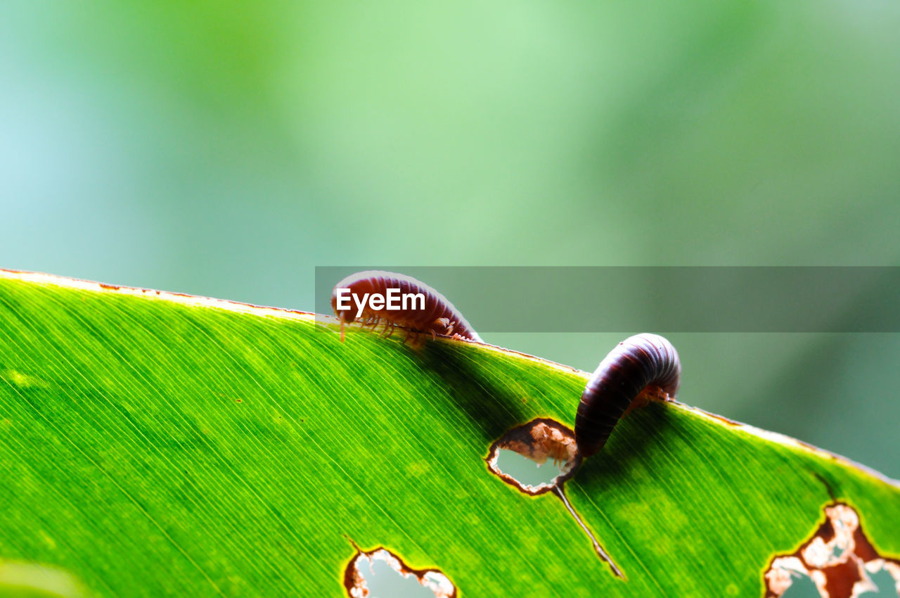 Two millipedes hanging on the banana leaf outdoor in the forest