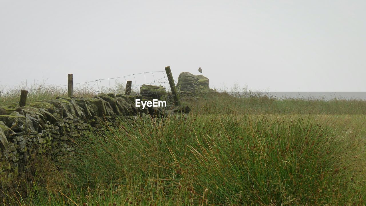 SCENIC VIEW OF FIELD AGAINST CLEAR SKY