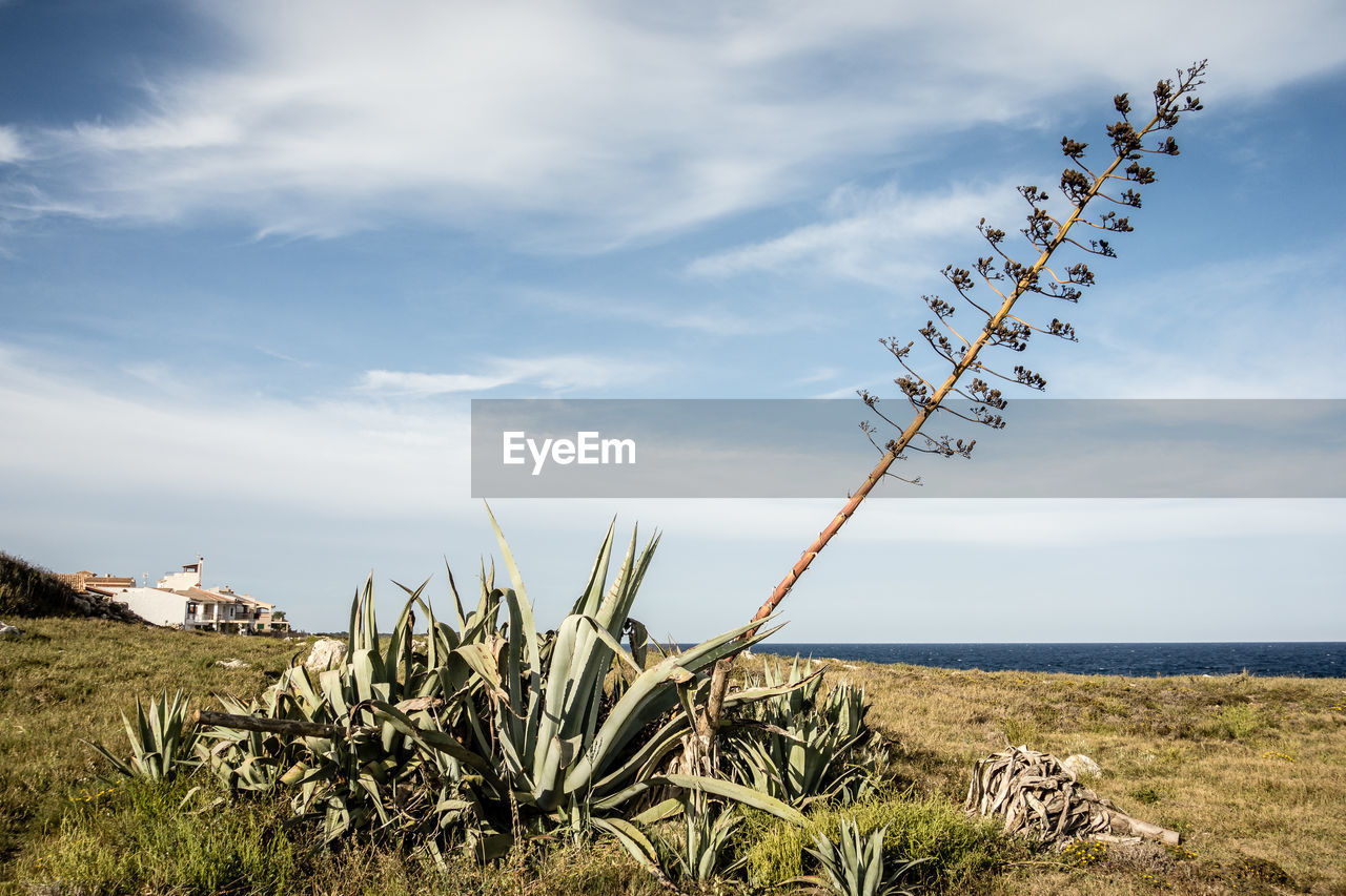 PLANTS GROWING ON LAND AGAINST SKY