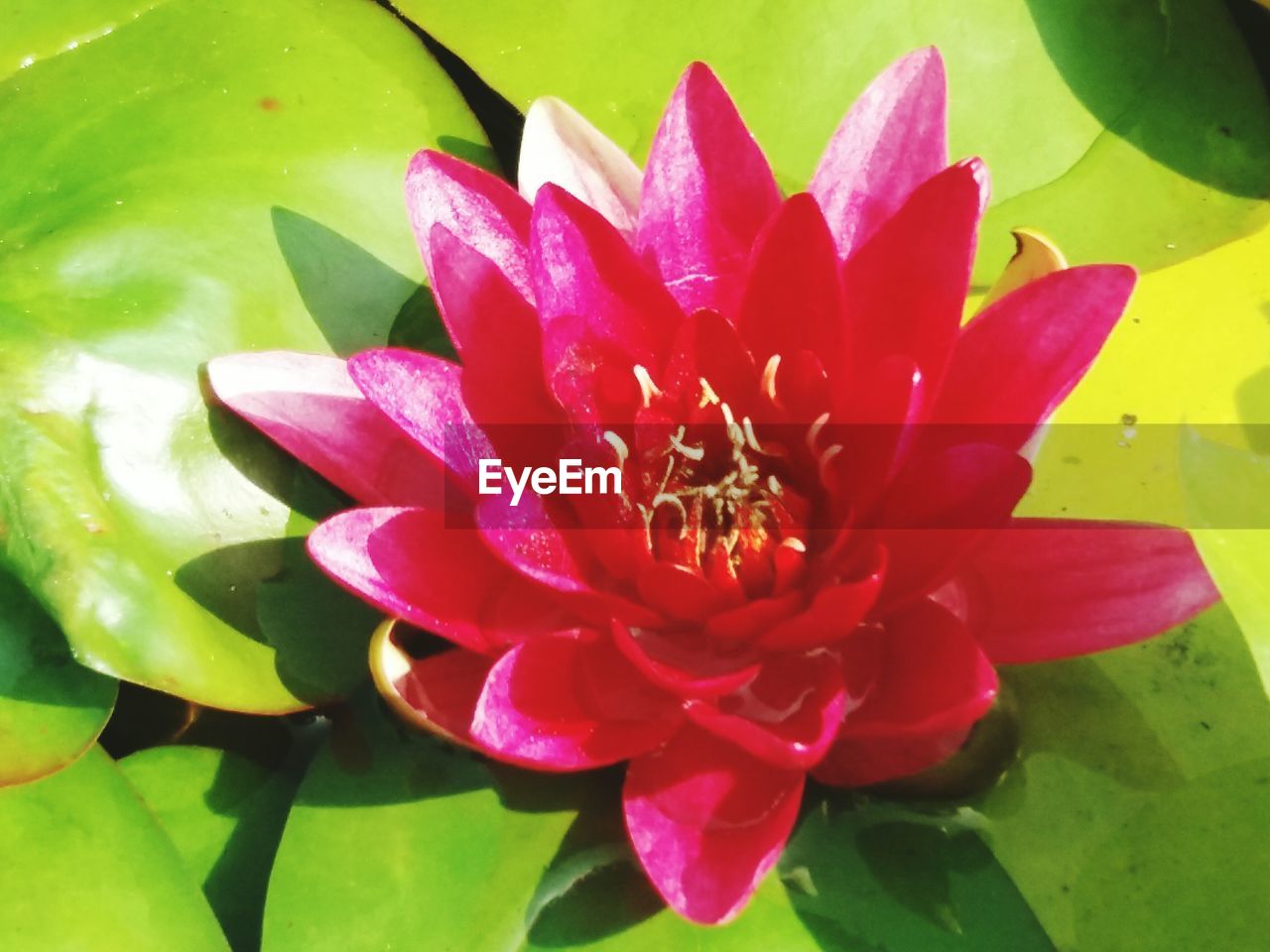 CLOSE-UP OF LOTUS WATER LILY IN BLOOM