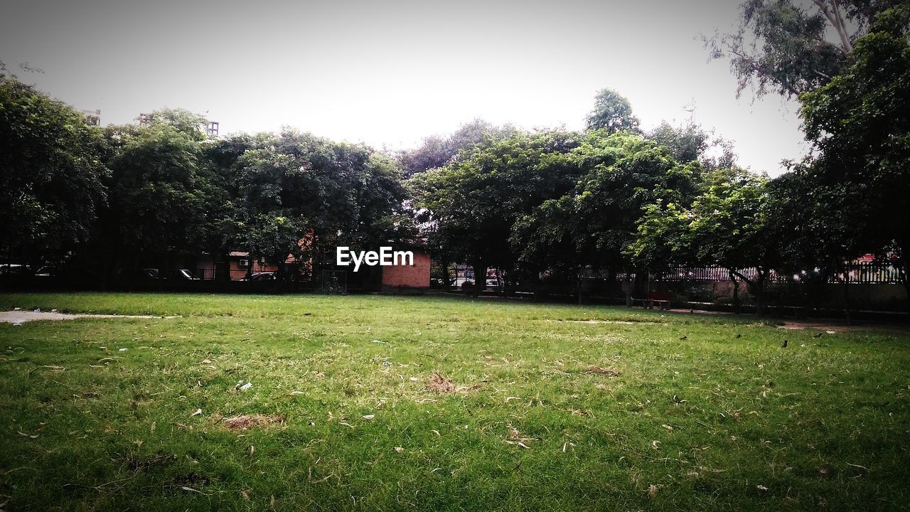 VIEW OF TREES ON GRASSY FIELD