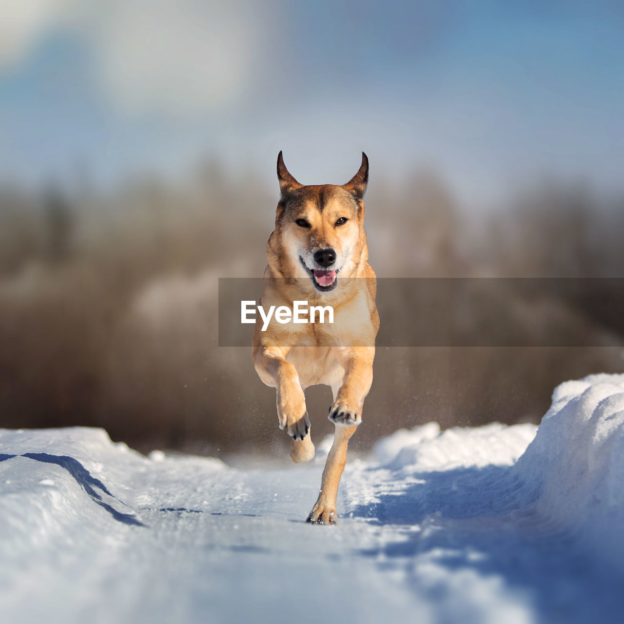 PORTRAIT OF DOG RUNNING ON SNOW COVERED LANDSCAPE