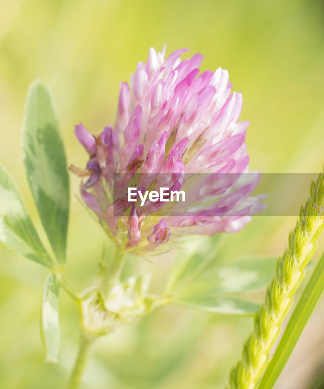 CLOSE-UP OF PINK FLOWER PLANT