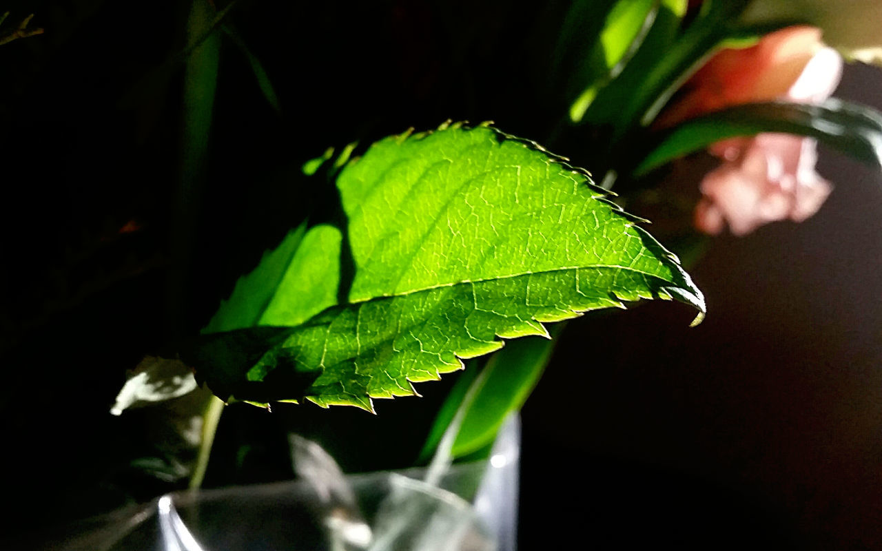 CLOSE-UP OF PLANT