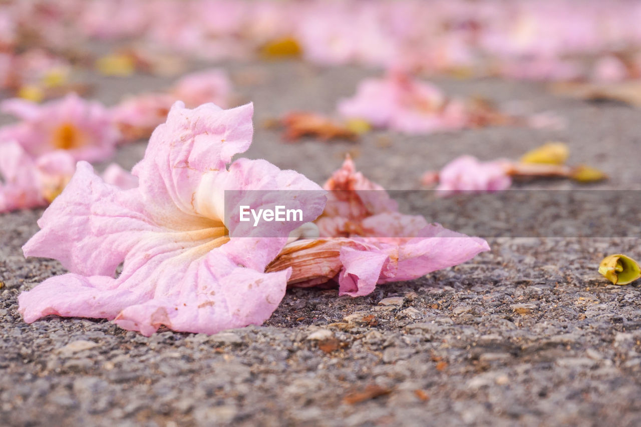 CLOSE-UP OF PINK ROSE FLOWER