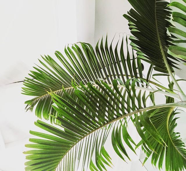 LOW ANGLE VIEW OF PALM TREES