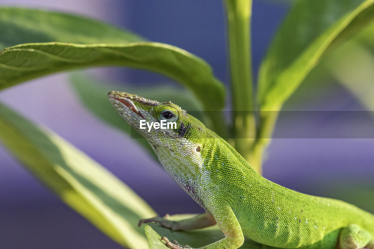 CLOSE-UP OF A LIZARD