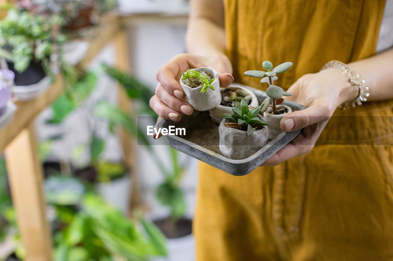 Woman gardener holds set of small ceramic pots for plant germination with sprouts haworthia, cactus