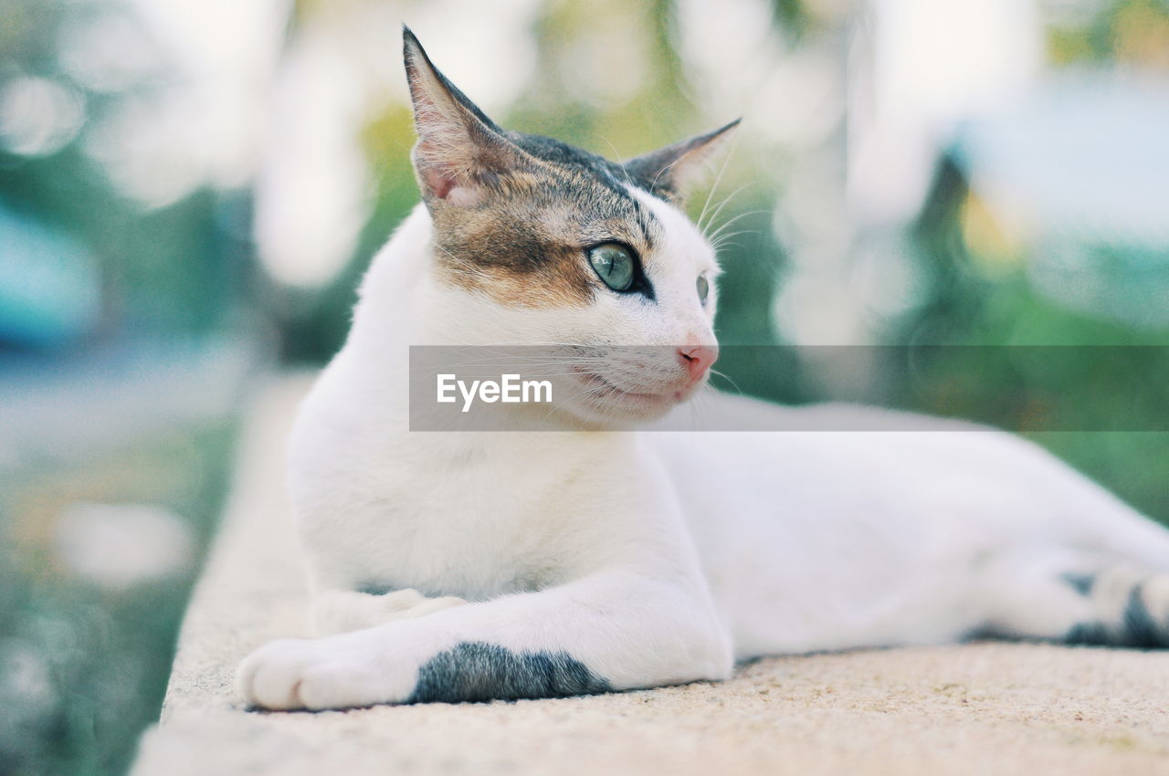 CLOSE-UP OF A RELAXED CAT LOOKING AWAY