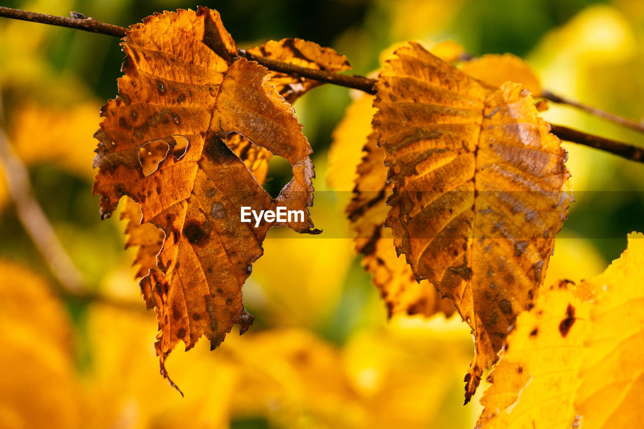 Close-up of rotten autumn leaves on branch