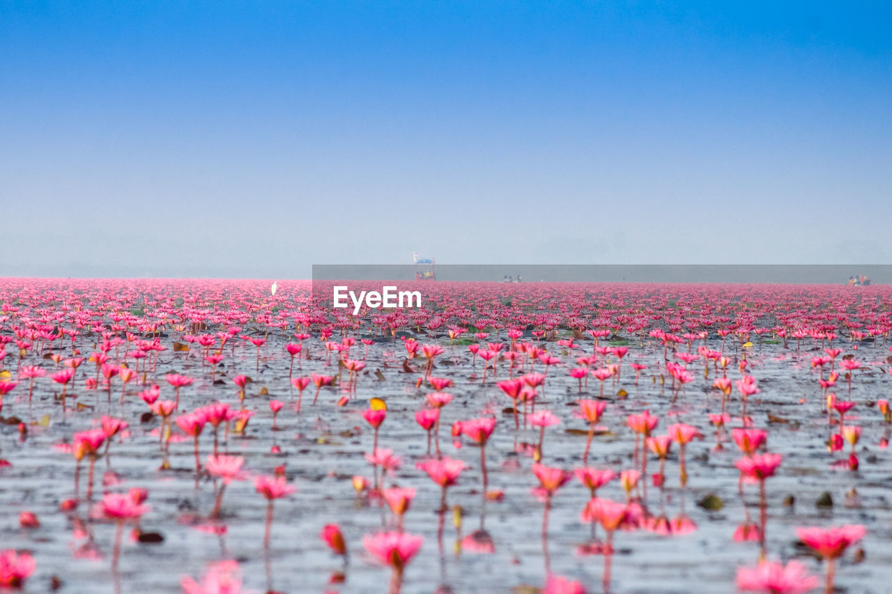 View of pink flowering plants against clear sky