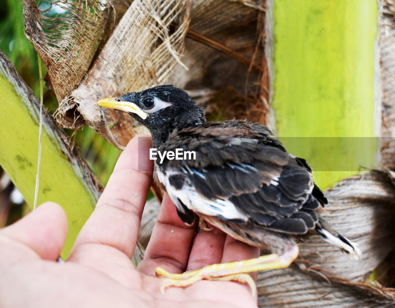 Close-up of hand holding bird