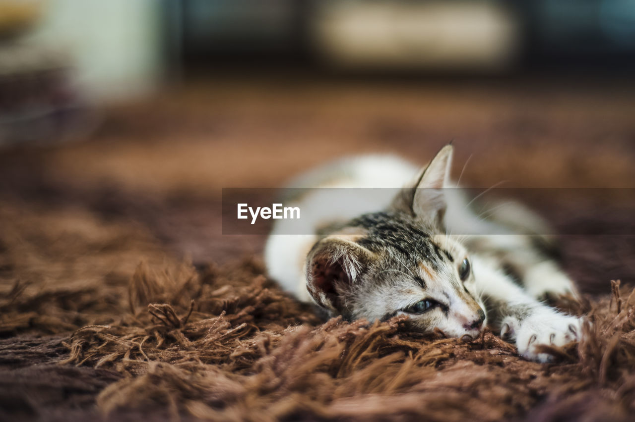 Kitten relaxing on carpet