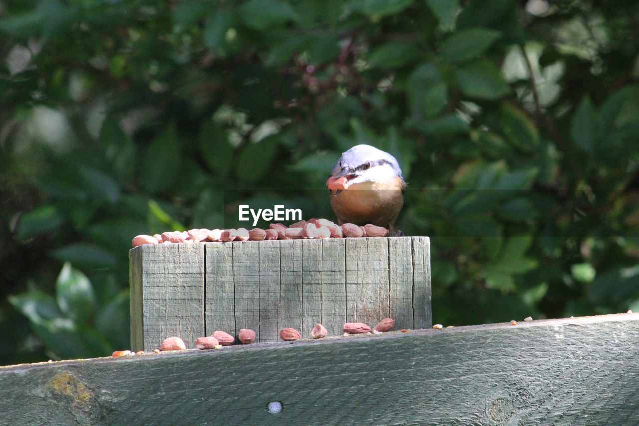 VIEW OF BIRD PERCHING ON WOODEN POST