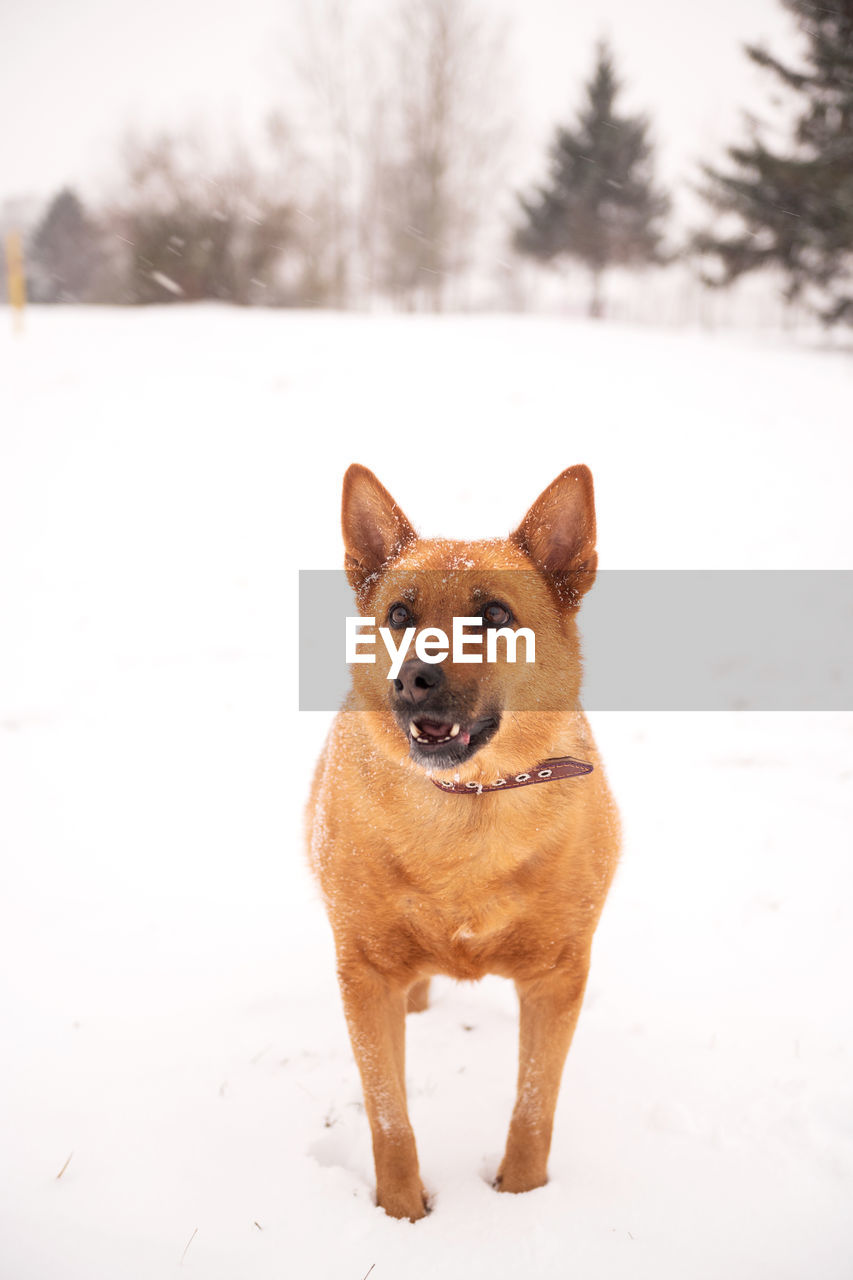 Portrait of a large red dog in the snow