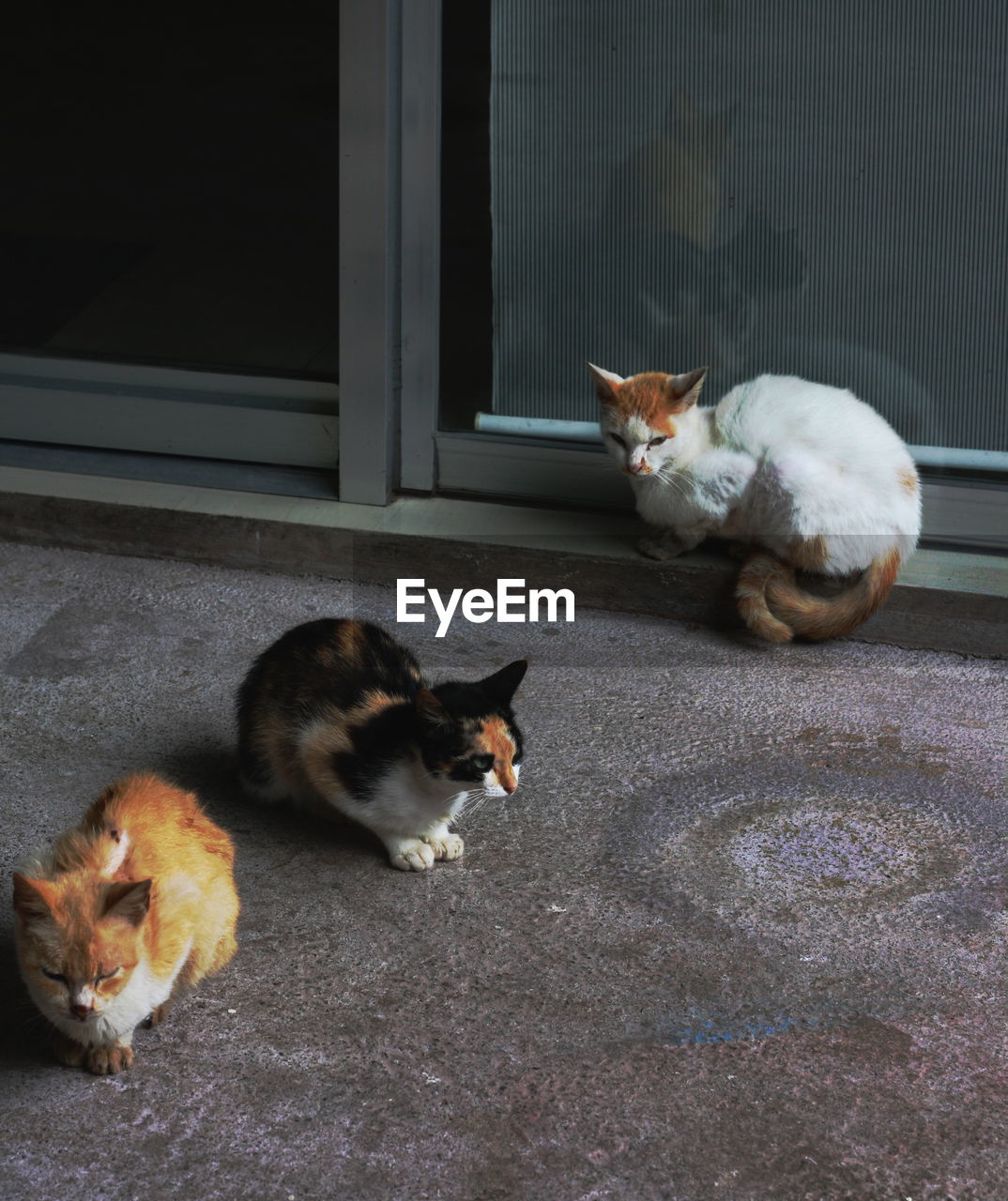 HIGH ANGLE PORTRAIT OF CAT SITTING ON FLOOR