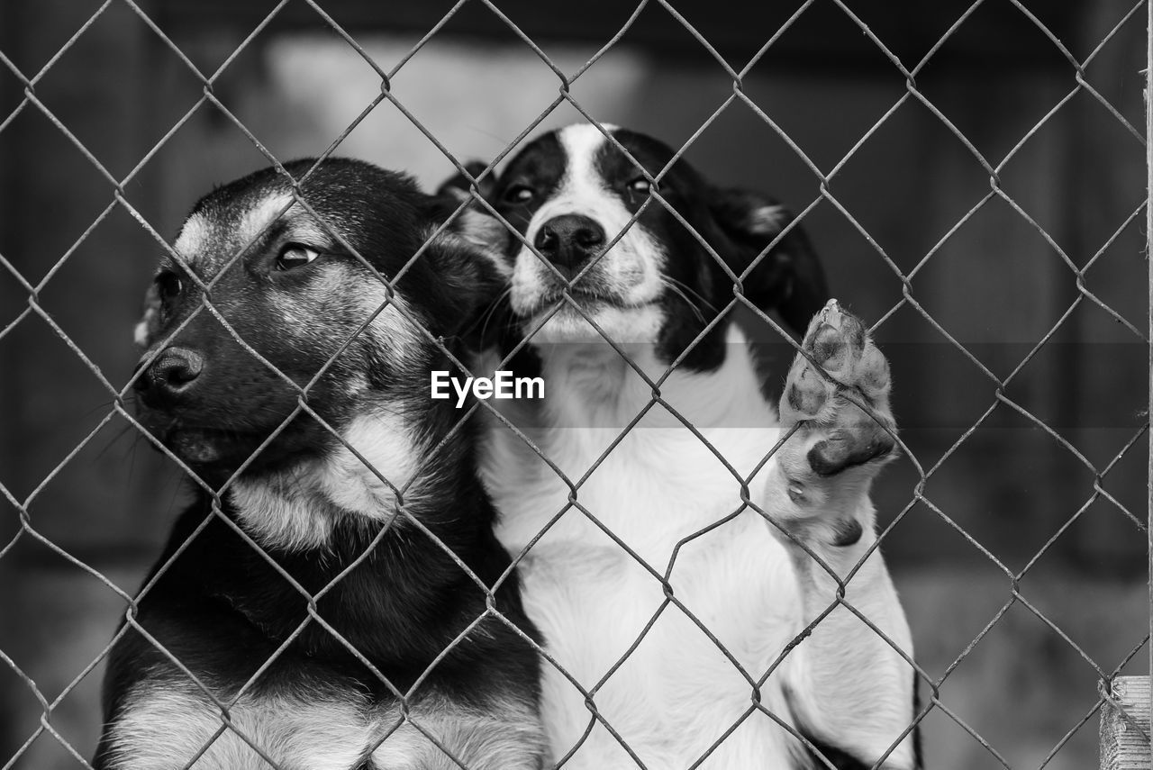 VIEW OF DOG SEEN THROUGH FENCE