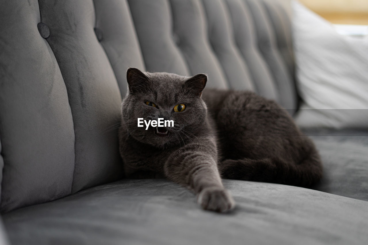 PORTRAIT OF CAT RELAXING ON BED