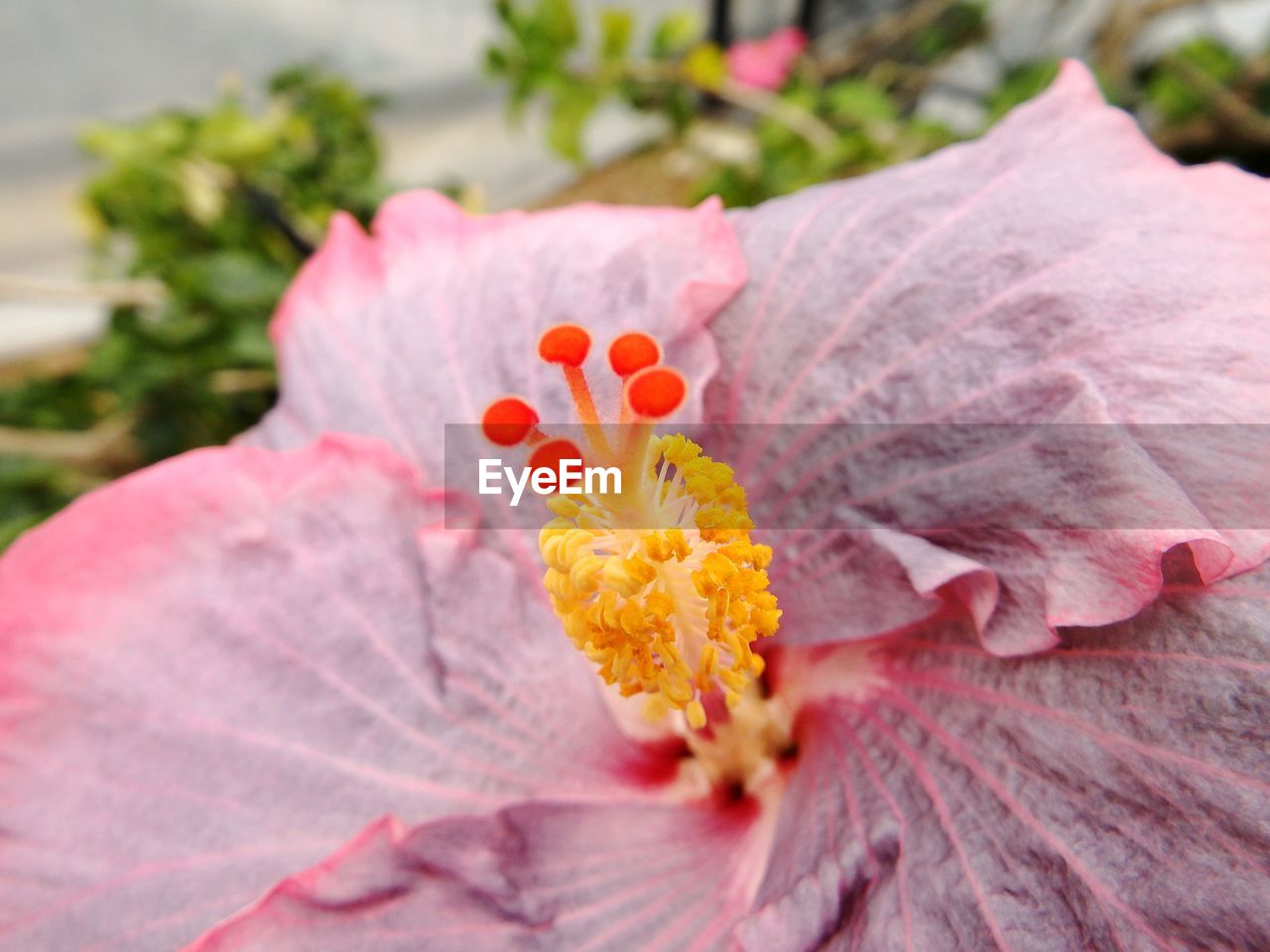 CLOSE-UP OF HIBISCUS FLOWER