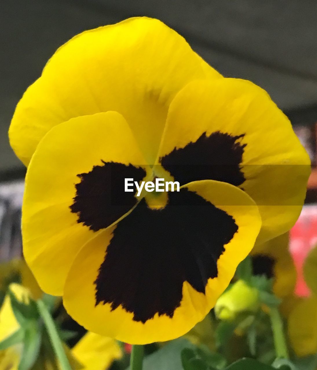 CLOSE-UP OF YELLOW FLOWERS