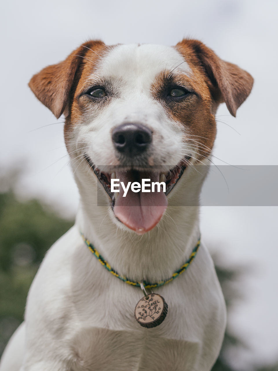 CLOSE-UP PORTRAIT OF DOG WITH MOUTH OPEN
