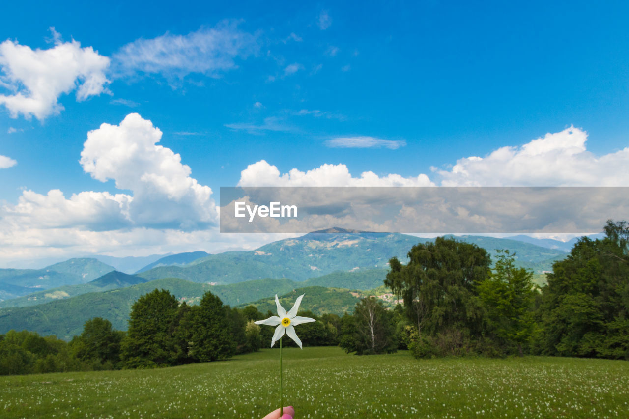 Scenic view of field against sky