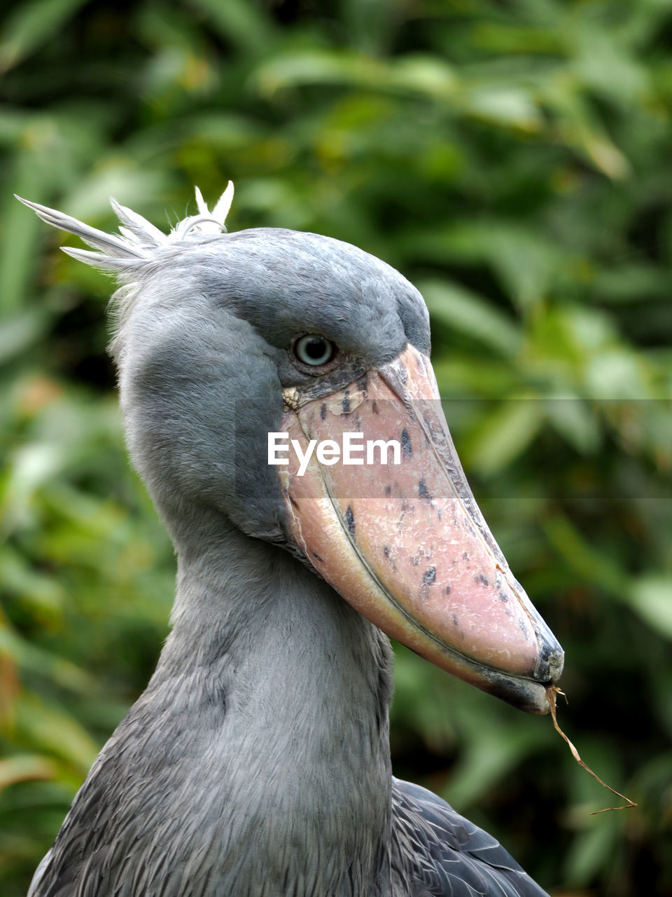 Close-up of shoebilled stork
