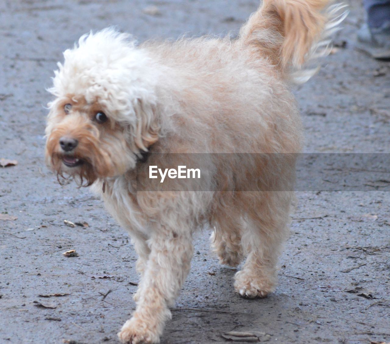 CLOSE-UP PORTRAIT OF DOG OUTDOORS