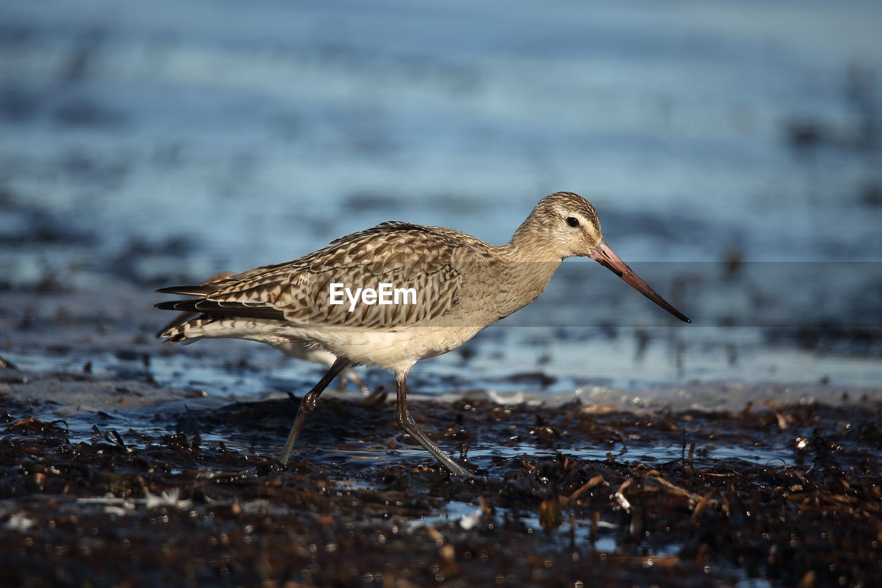 Side view of bird walking at beach