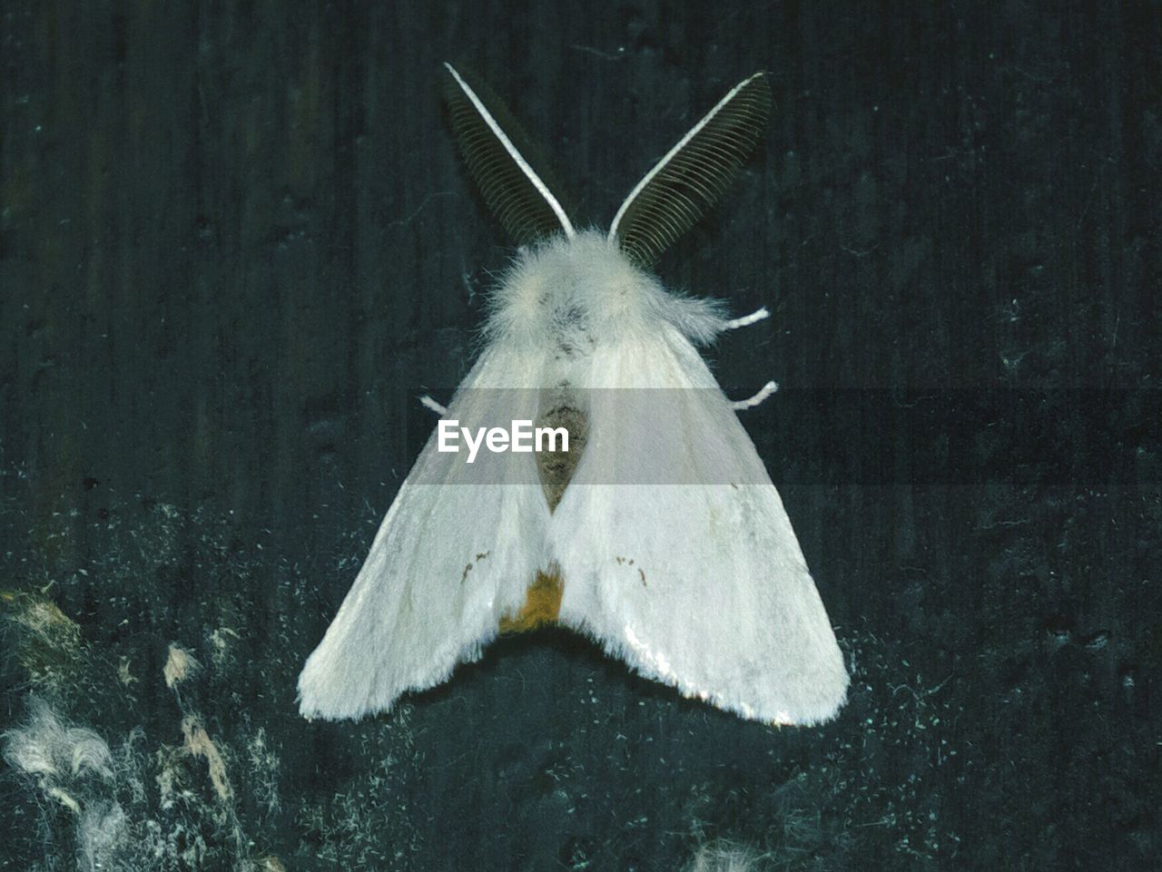 Close-up of moth on wall