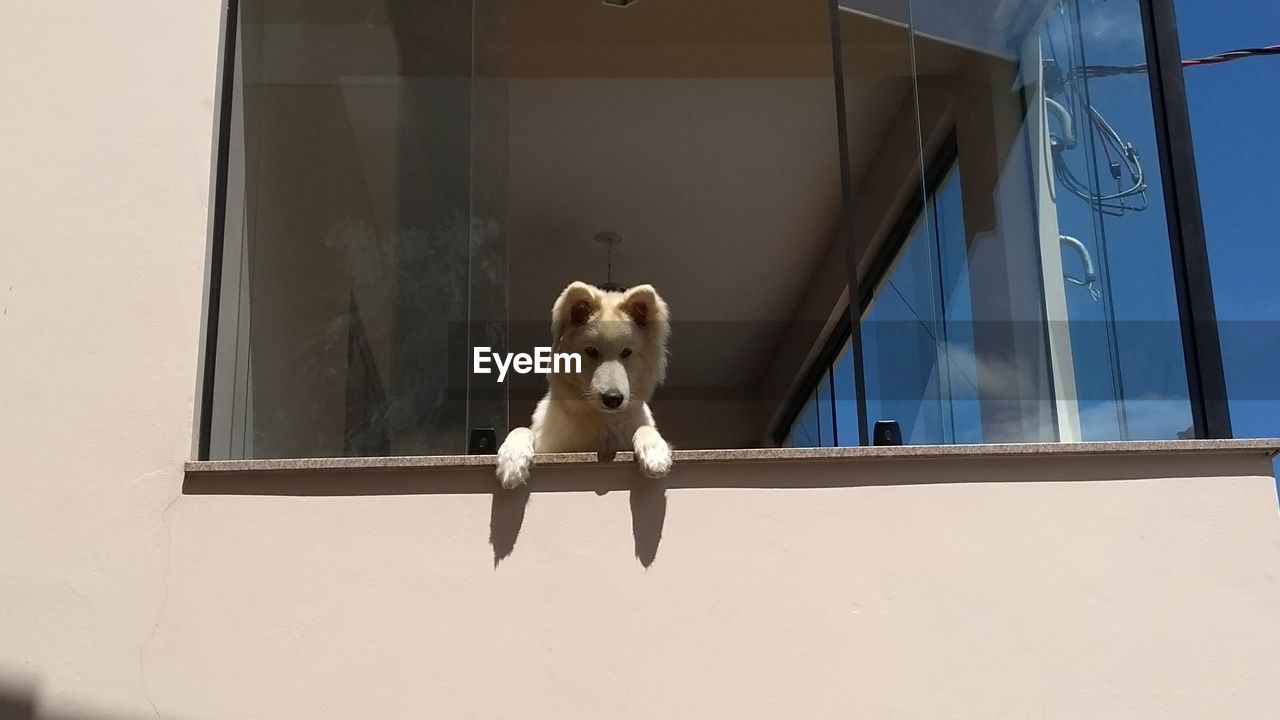 LOW ANGLE VIEW OF DOG BY WINDOW