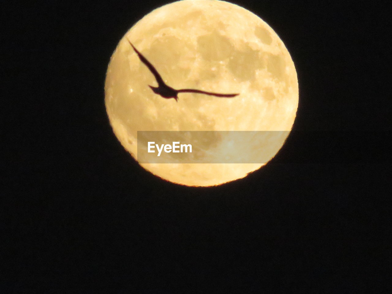 LOW ANGLE VIEW OF SILHOUETTE MOON AGAINST BLACK SKY