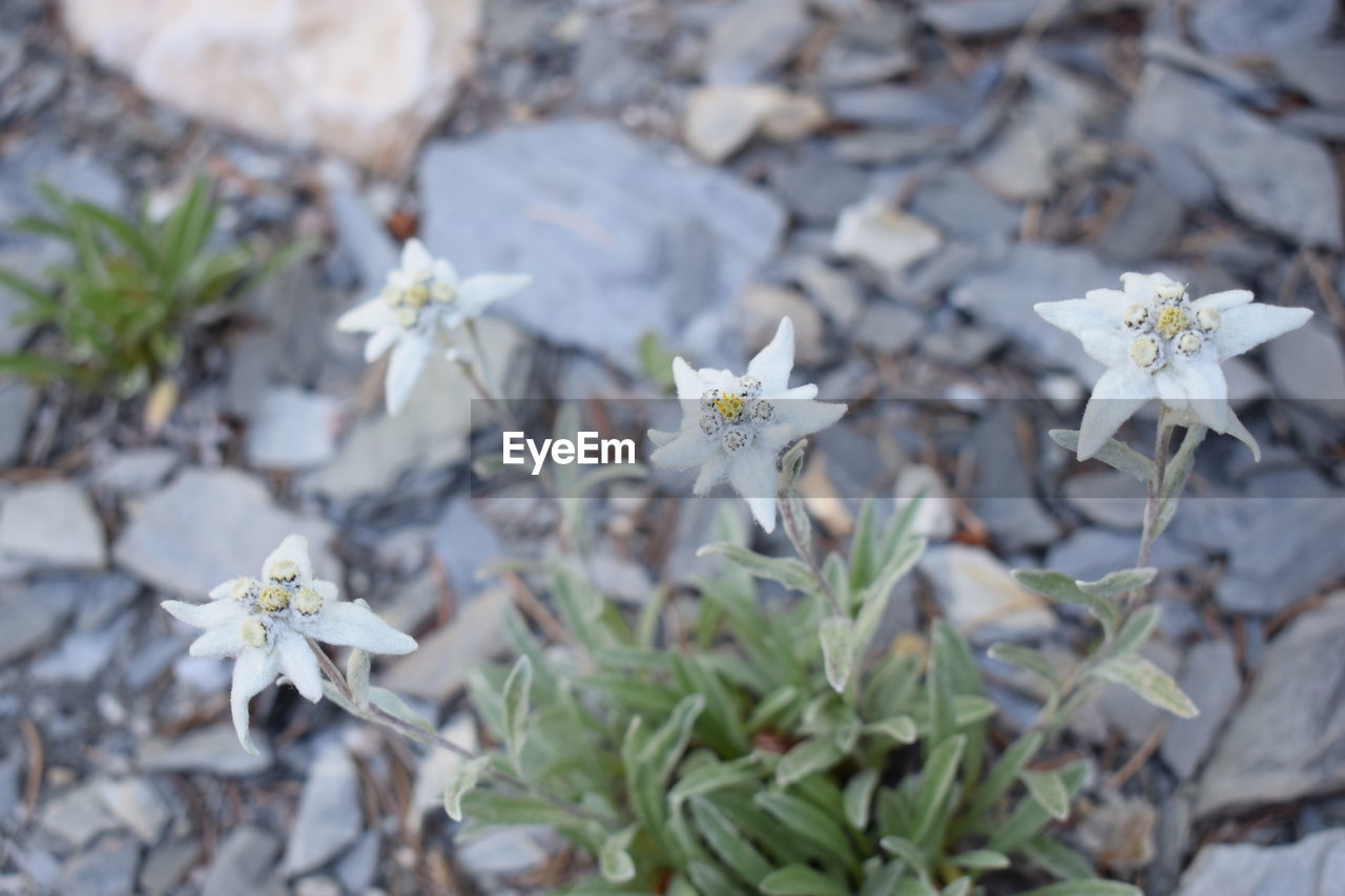 Close-up of white flowers