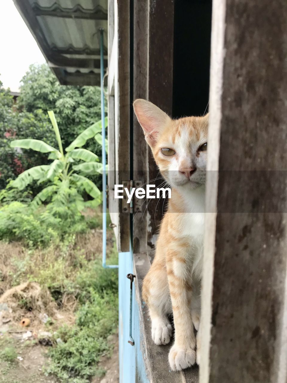 PORTRAIT OF CAT SITTING ON WINDOW OF OPEN DOOR